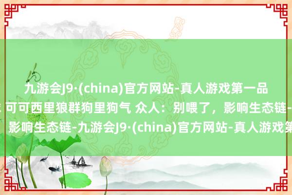 九游会J9·(china)官方网站-真人游戏第一品牌摇尾巴露肚皮胖成球 可可西里狼群狗里狗气 众人：别喂了，影响生态链-九游会J9·(china)官方网站-真人游戏第一品牌